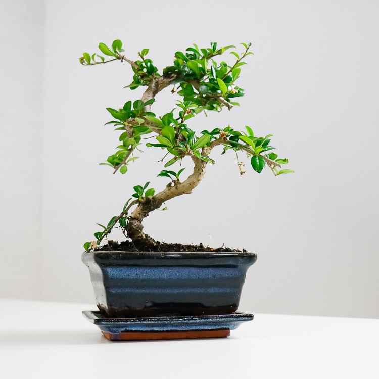 fukien tea bonsai carmona retusa
