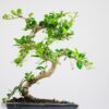 fukien tea bonsai carmona retusa