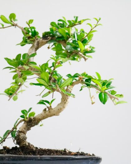 fukien tea bonsai carmona retusa