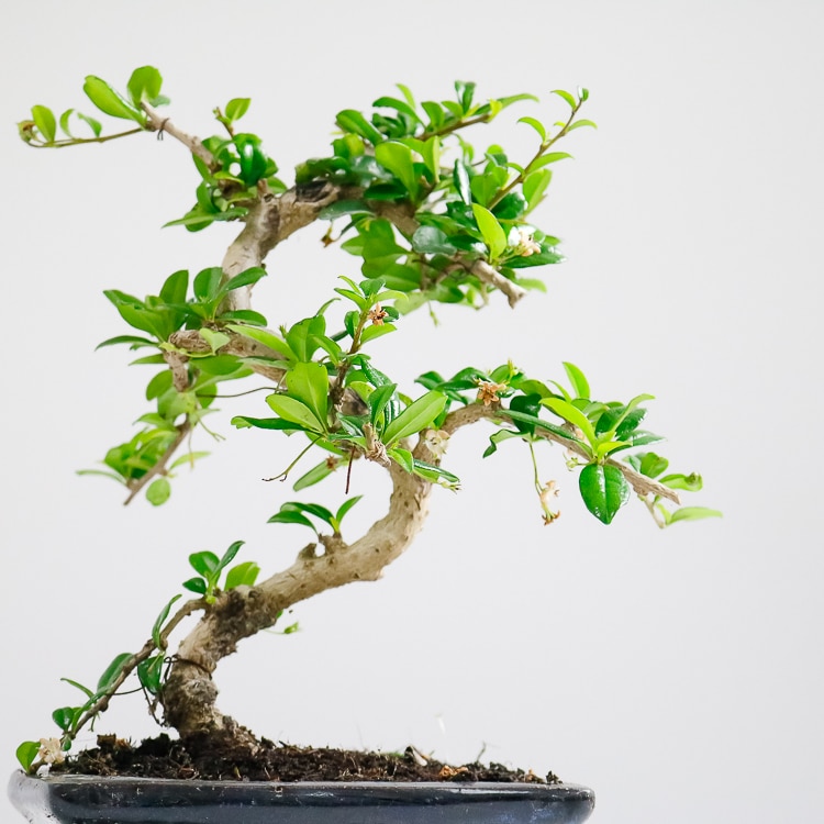 fukien tea bonsai carmona retusa
