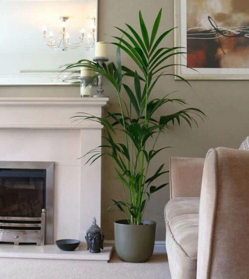 kentia-palm-howea-forsteriana