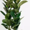 large rubber plant ficus elastica 3