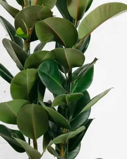large rubber plant ficus elastica 3