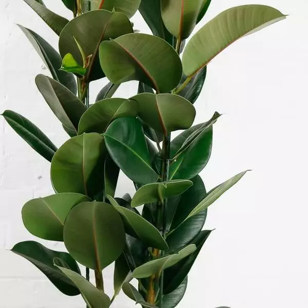 large rubber plant ficus elastica 3