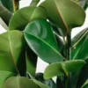 large rubber plant ficus elastica 4