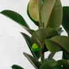 large rubber plant ficus elastica 5