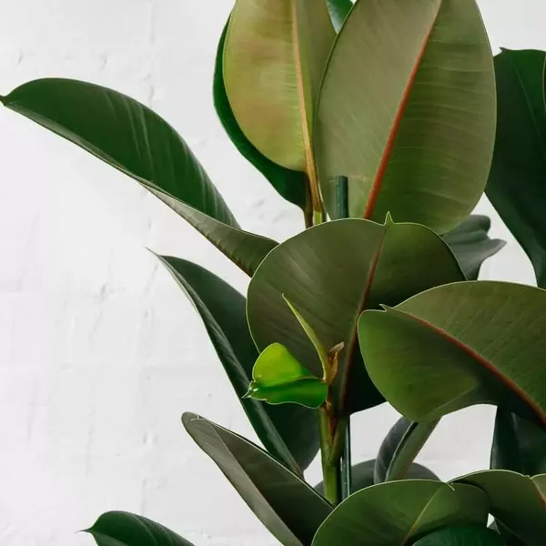 large rubber plant ficus elastica 5