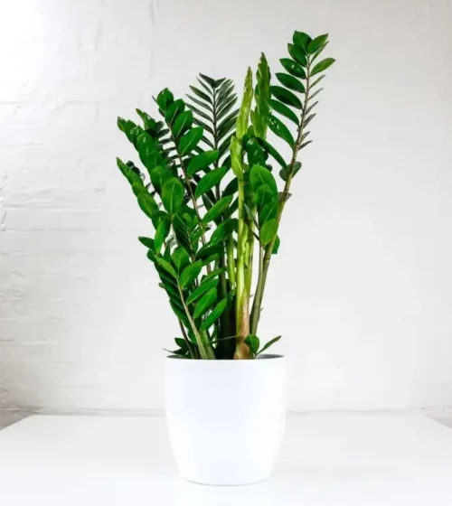 large-zz-plant-zamioculcas
