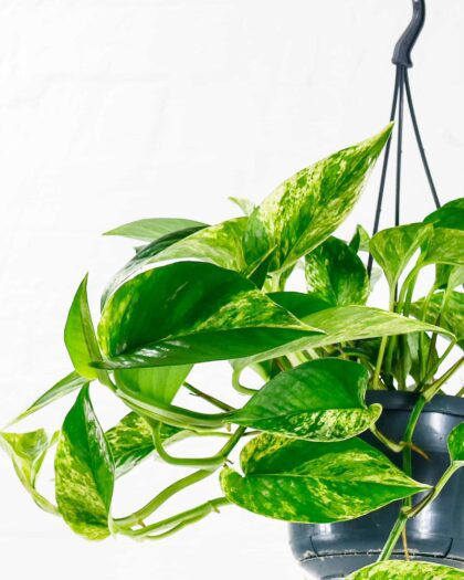 marble queen epipremnum aureum