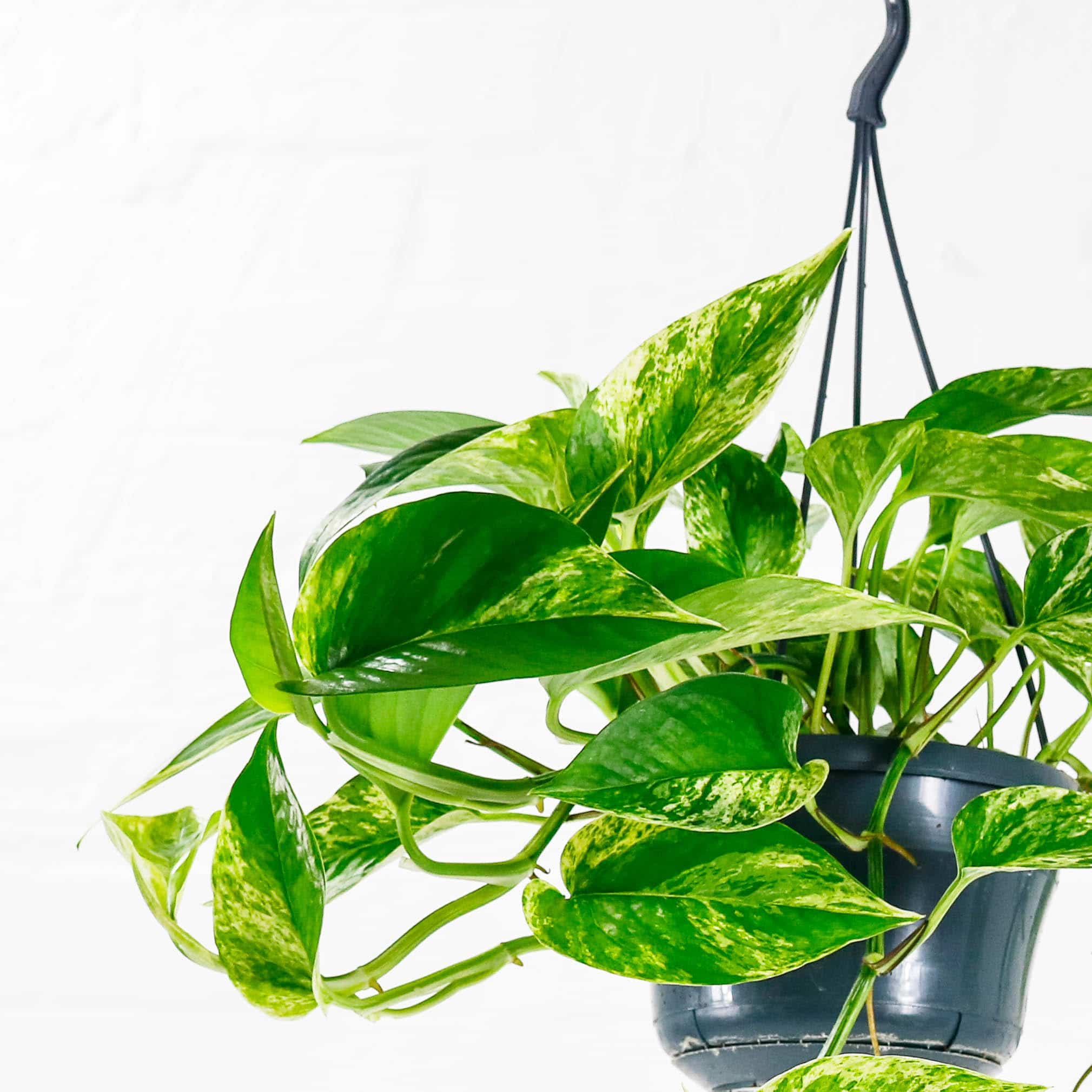 marble queen epipremnum aureum