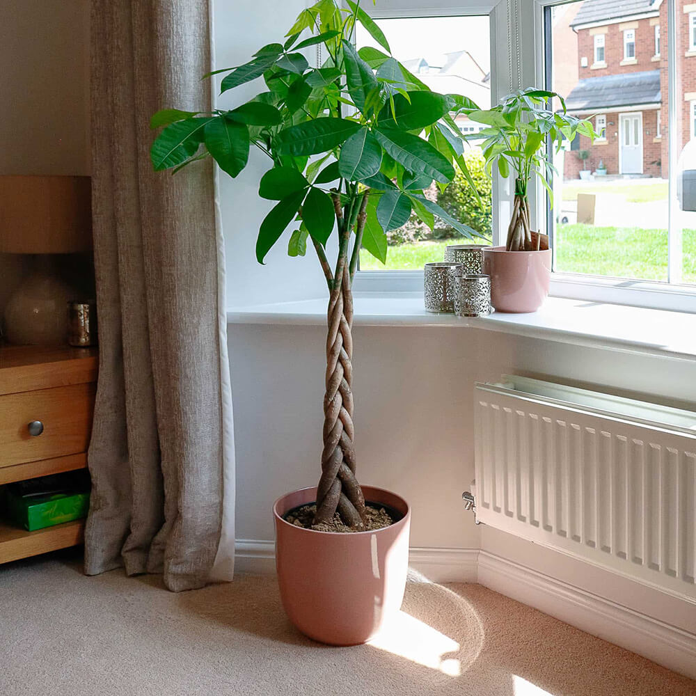 money-tree-pachire-aquatica