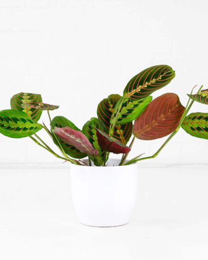 prayer plant maranta