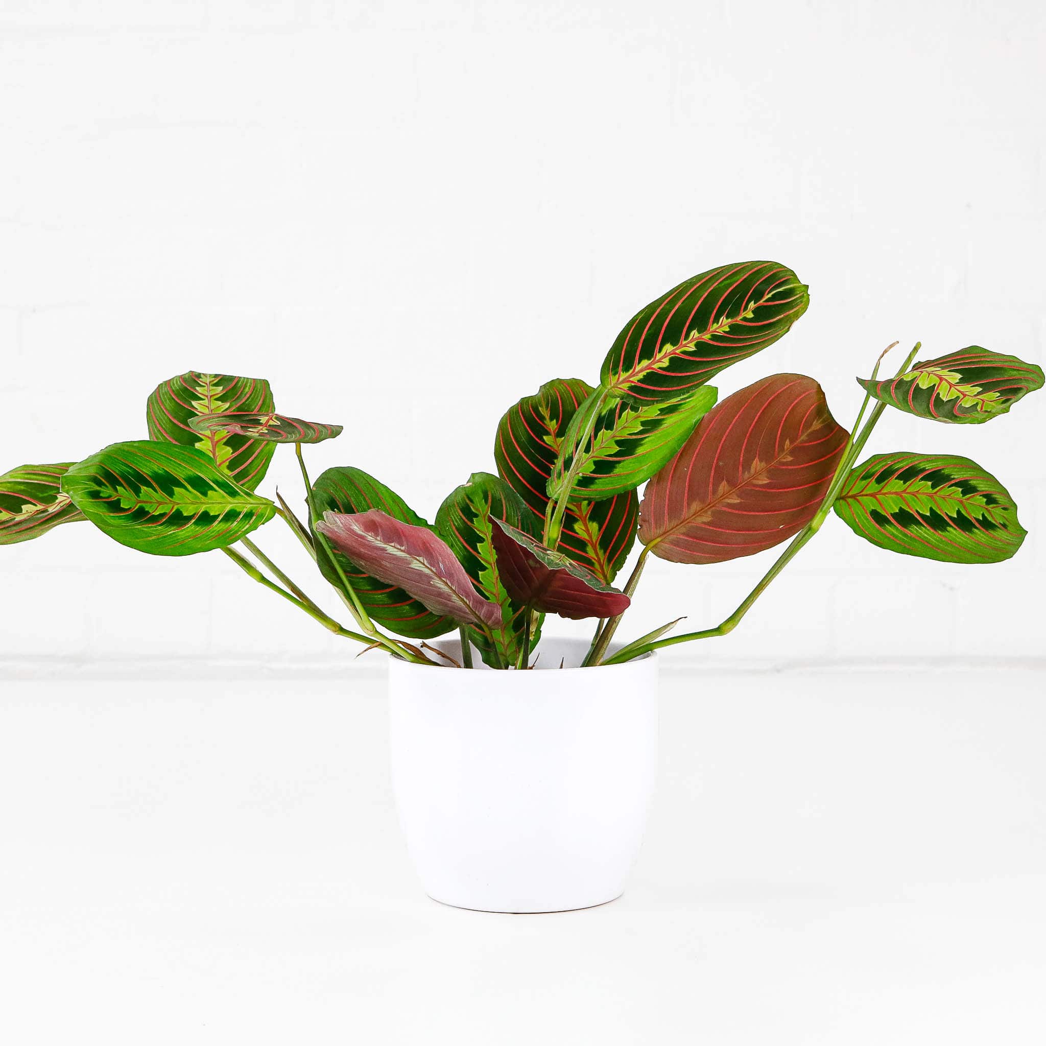 prayer plant maranta