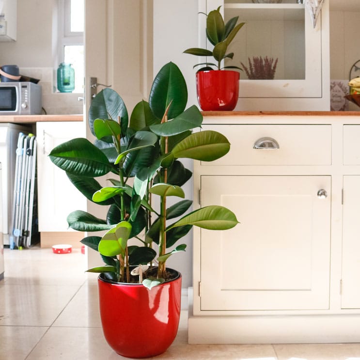 air purifying houseplants