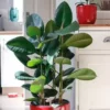 rubber plant ficus elastica