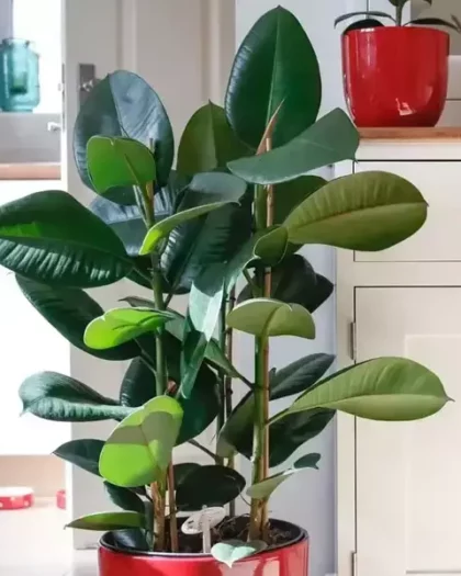 rubber plant ficus elastica