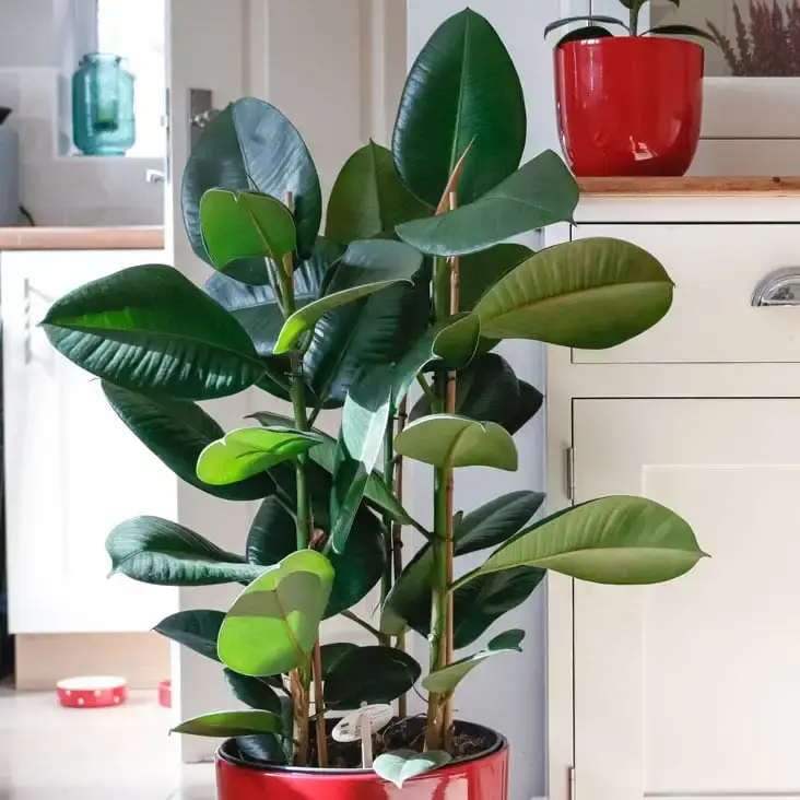 rubber plant ficus elastica-1