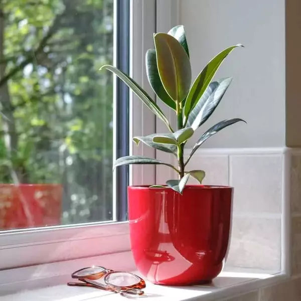 rubber plant ficus elastica 5-1