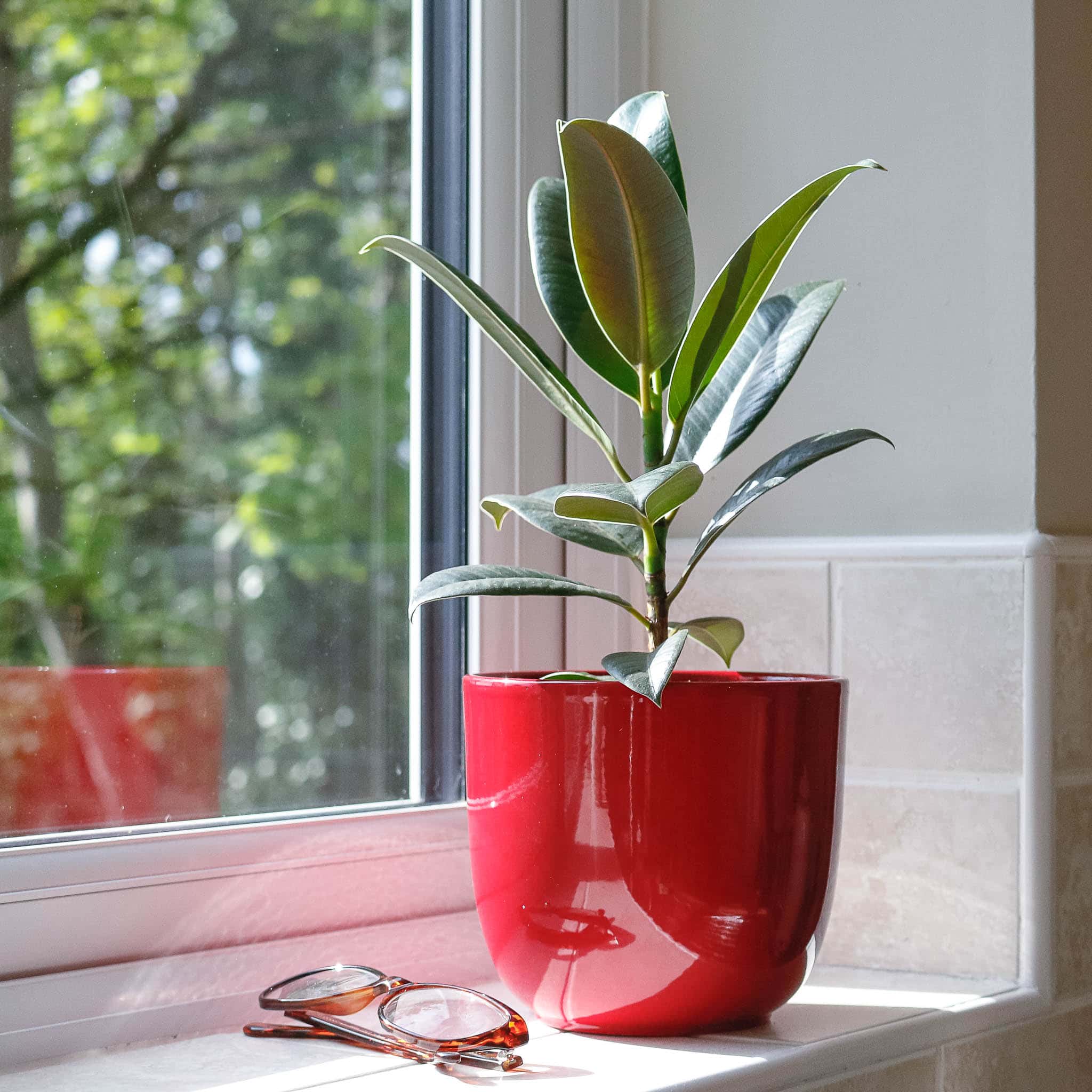 rubber plant ficus elastica house plant indoor uk