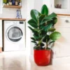 rubber plant ficus