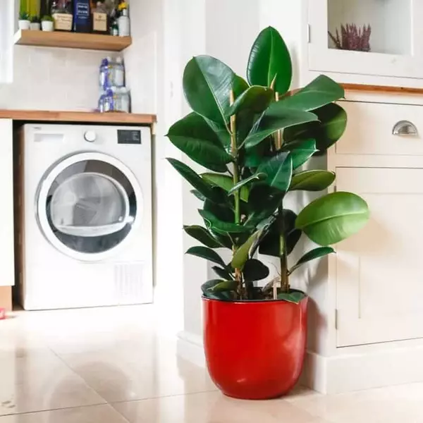rubber plant ficus