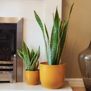 snake-plant-sansevieria-laurentii
