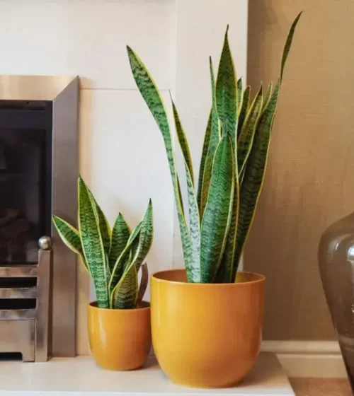 snake-plant-sansevieria-laurentii