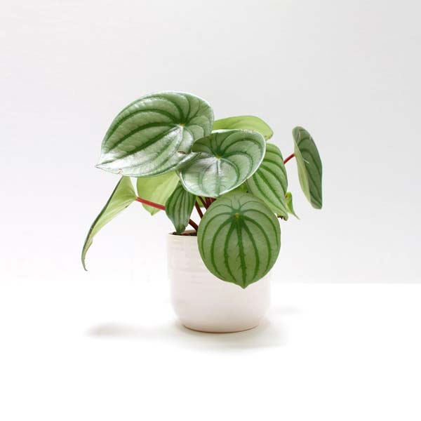 watermelon peperomia