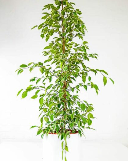 large weeping fig golden king