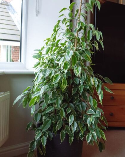 weeping fig golden king ficus benjamina variegated