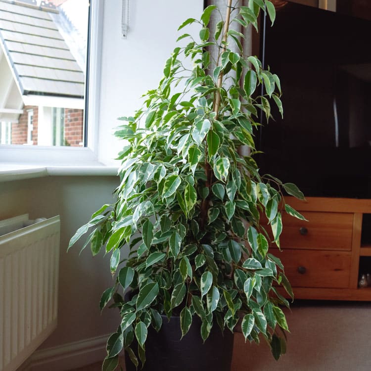 weeping fig golden king ficus benjamina variegated