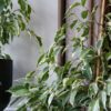 weeping fig golden king ficus benjamina variegated