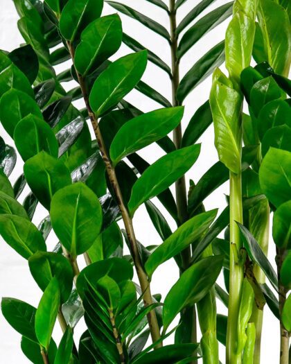 zamioculcas green leaves