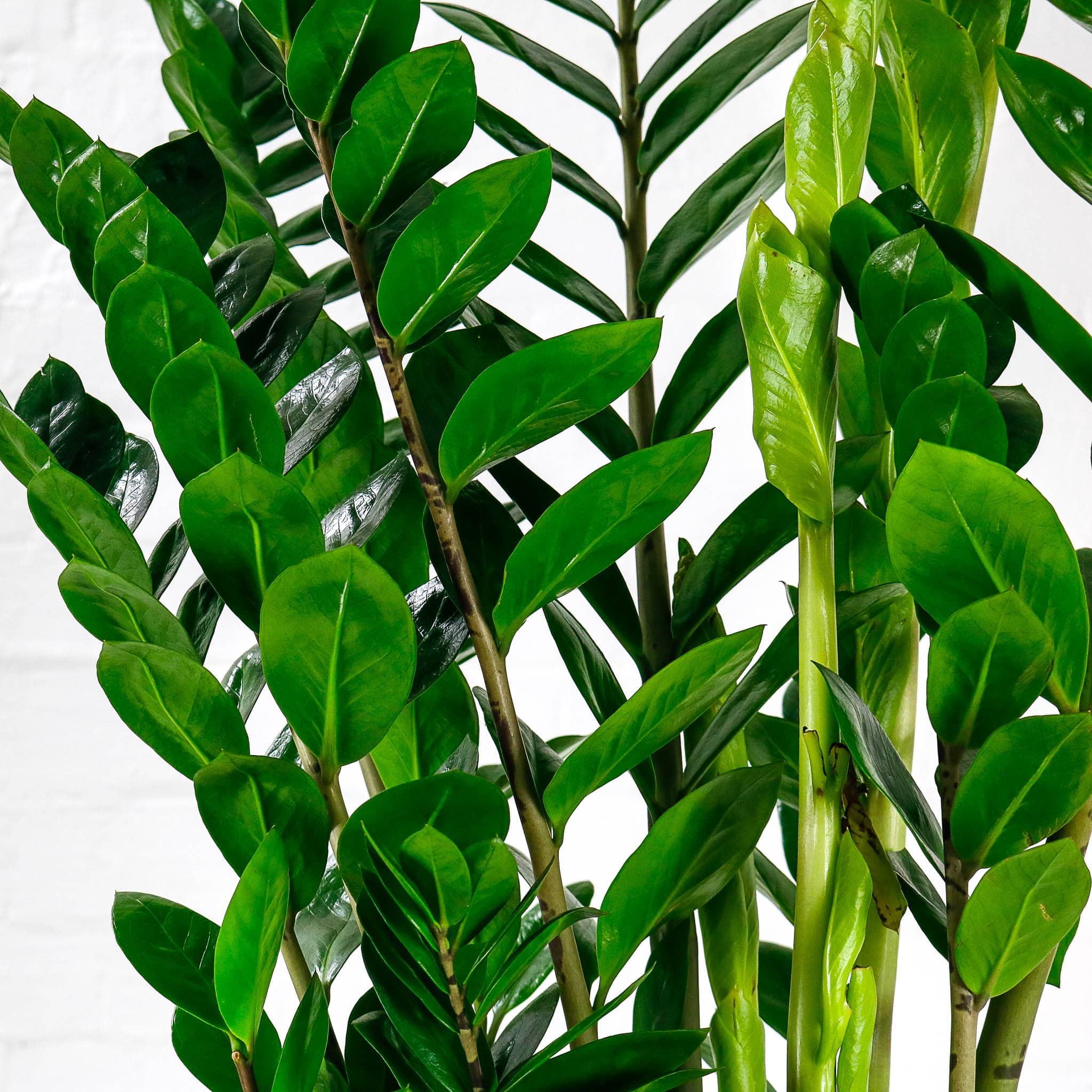 zamioculcas green leaves