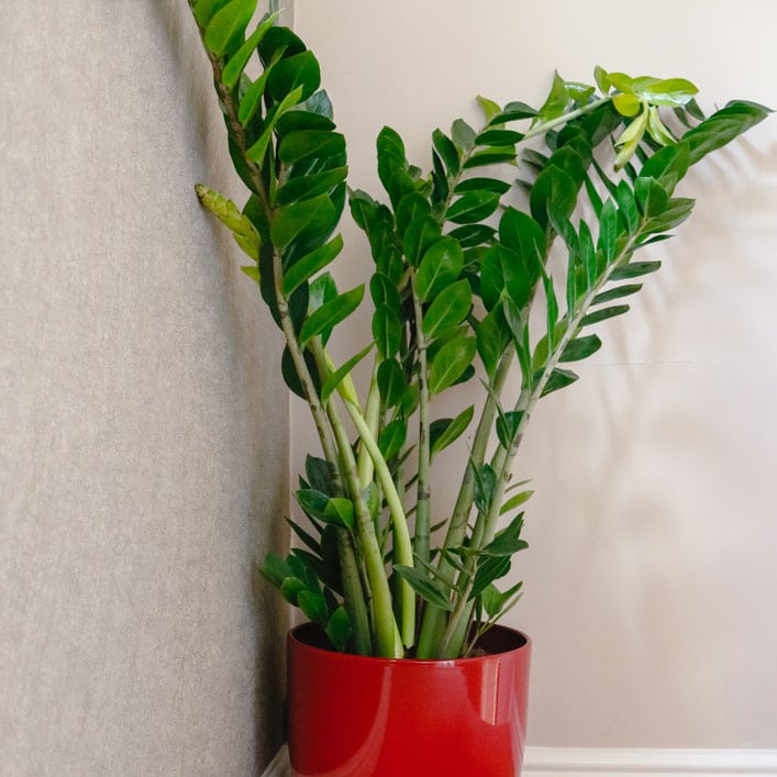 zz plant Zamioculcas Zamiifolia