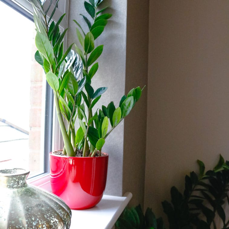 zz plant Zamioculcas Zamiifolia