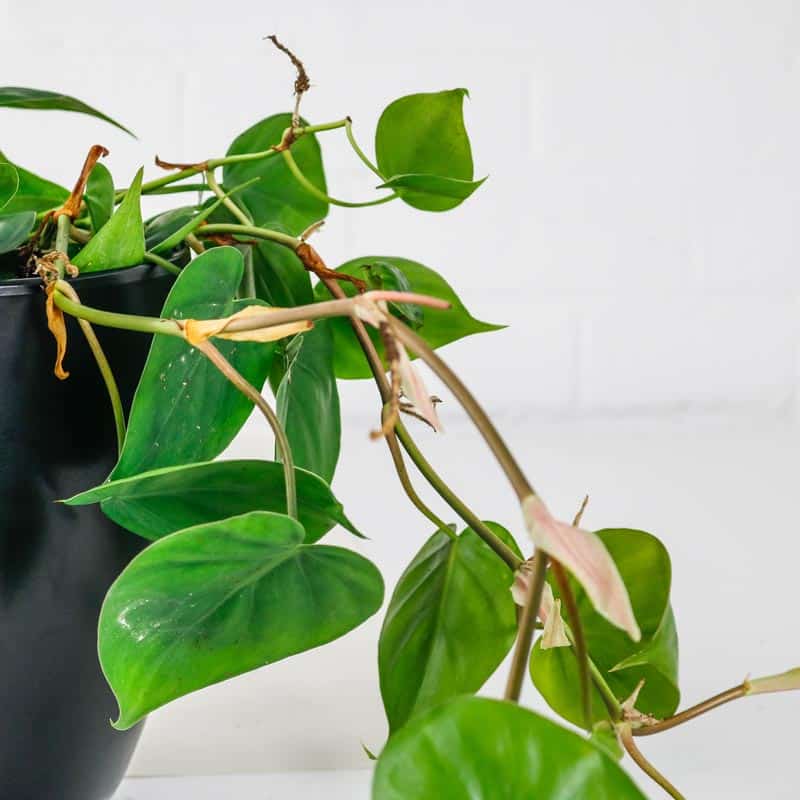 Heartleaf Philodendron