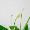 Peace Lily