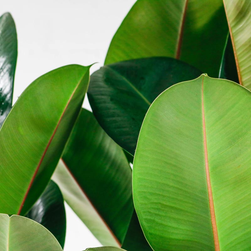 Rubber Plant large