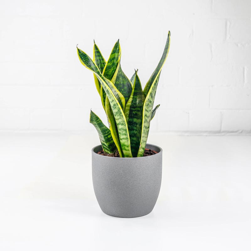 Snake Plant