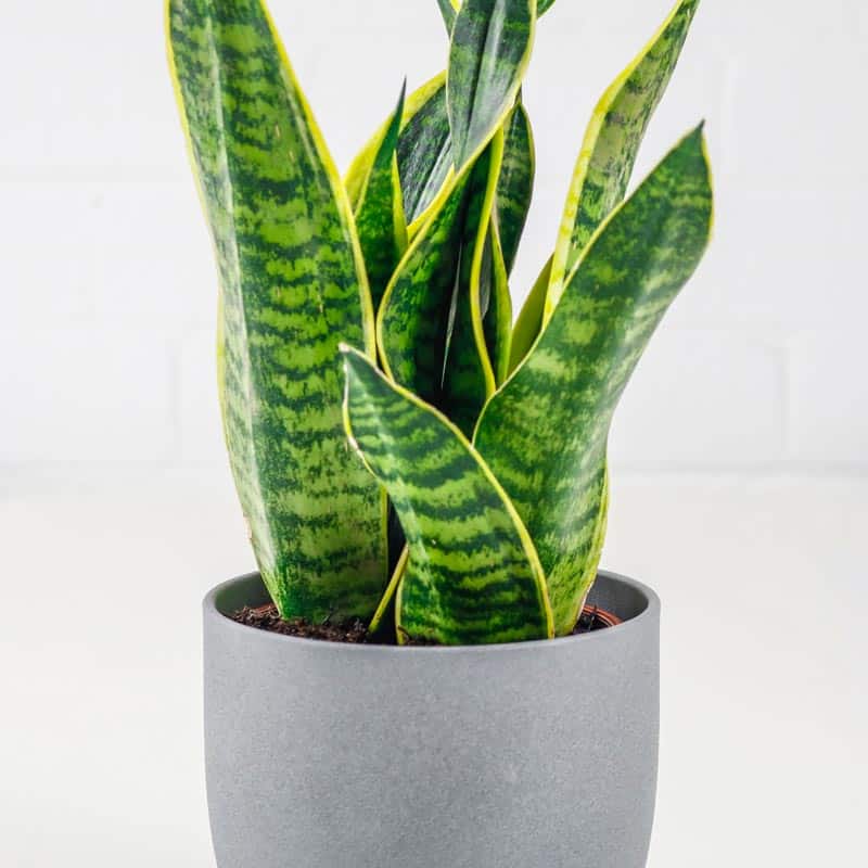 Snake Plant