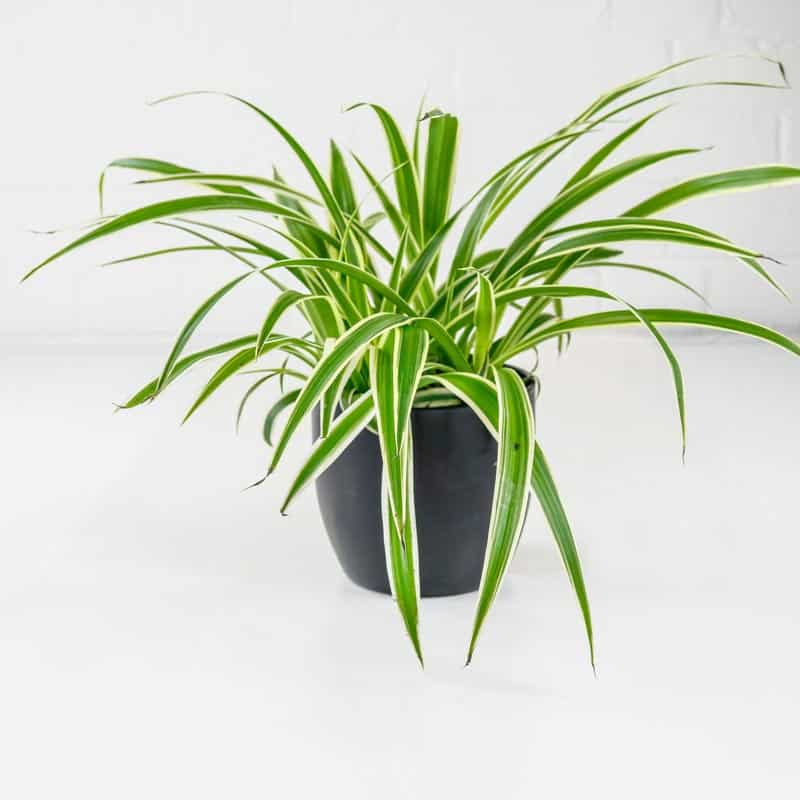 Spider Plant