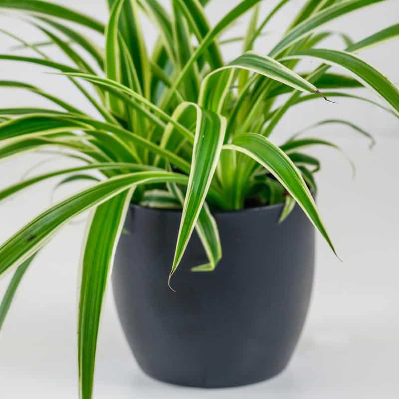 Spider Plant