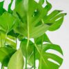 Swiss Cheese Plant monstera