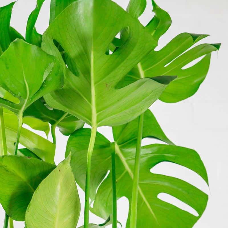 Swiss Cheese Plant monstera