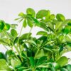 Umbrella Plant schefflera
