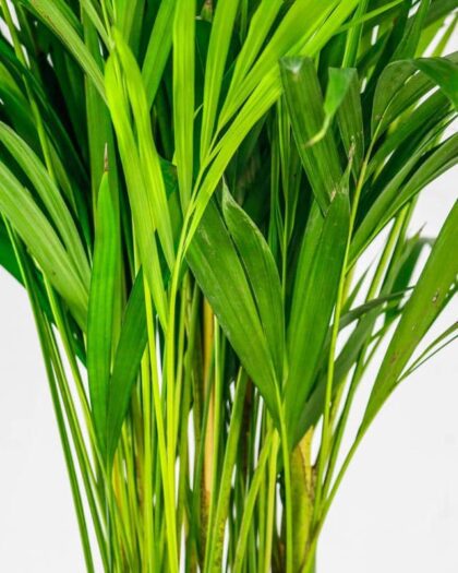 areca palm large