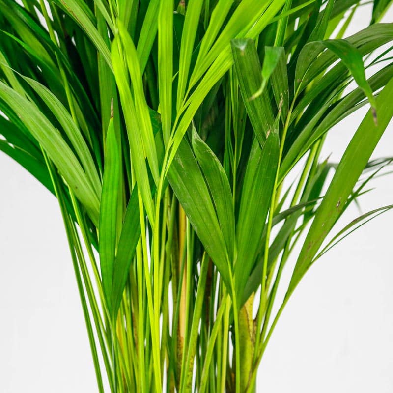 areca palm large