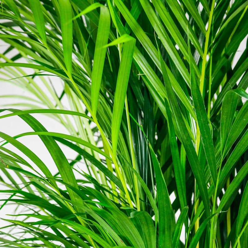 areca palm large