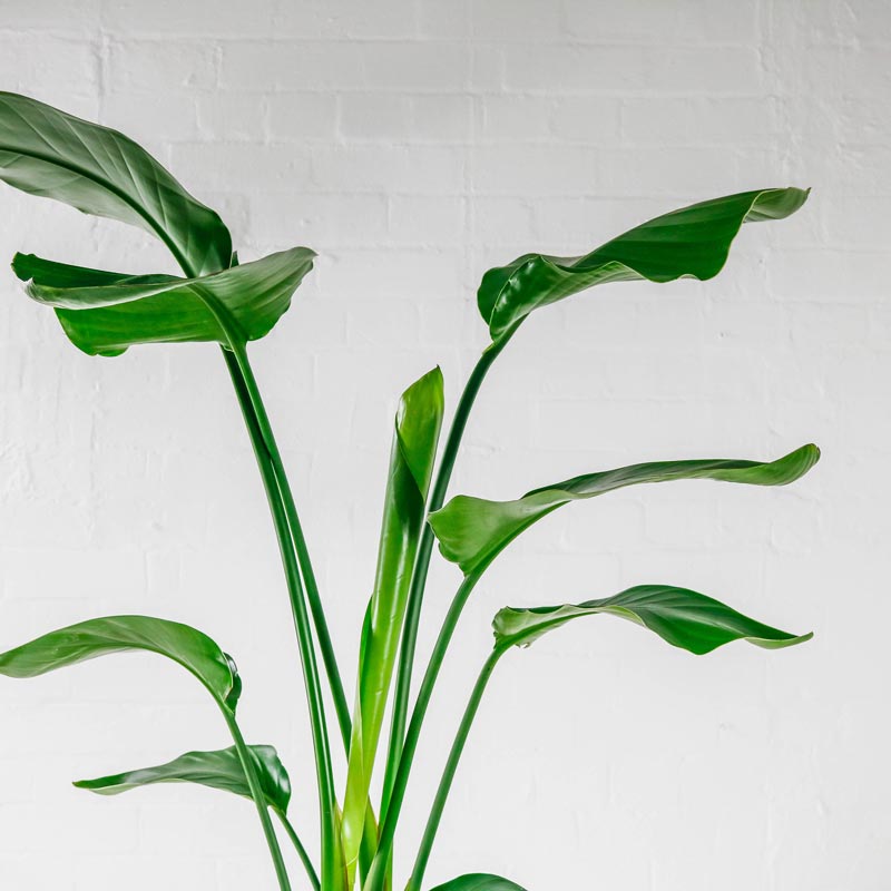 bird of paradise plant